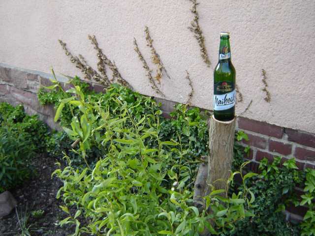 11425_A.jpg